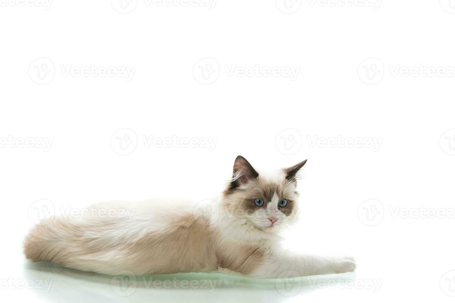 Young beautiful Ragdoll cat on white background photo