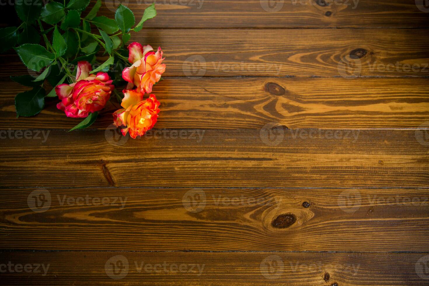 red beautiful blooming rose on a wooden table photo