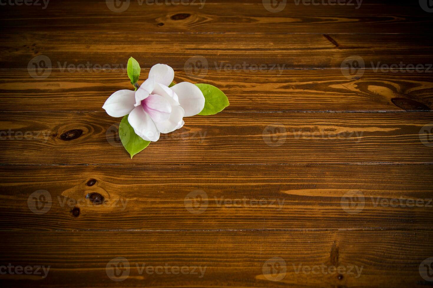 one pink flower on a branch of blooming magnolia on a wooden table photo