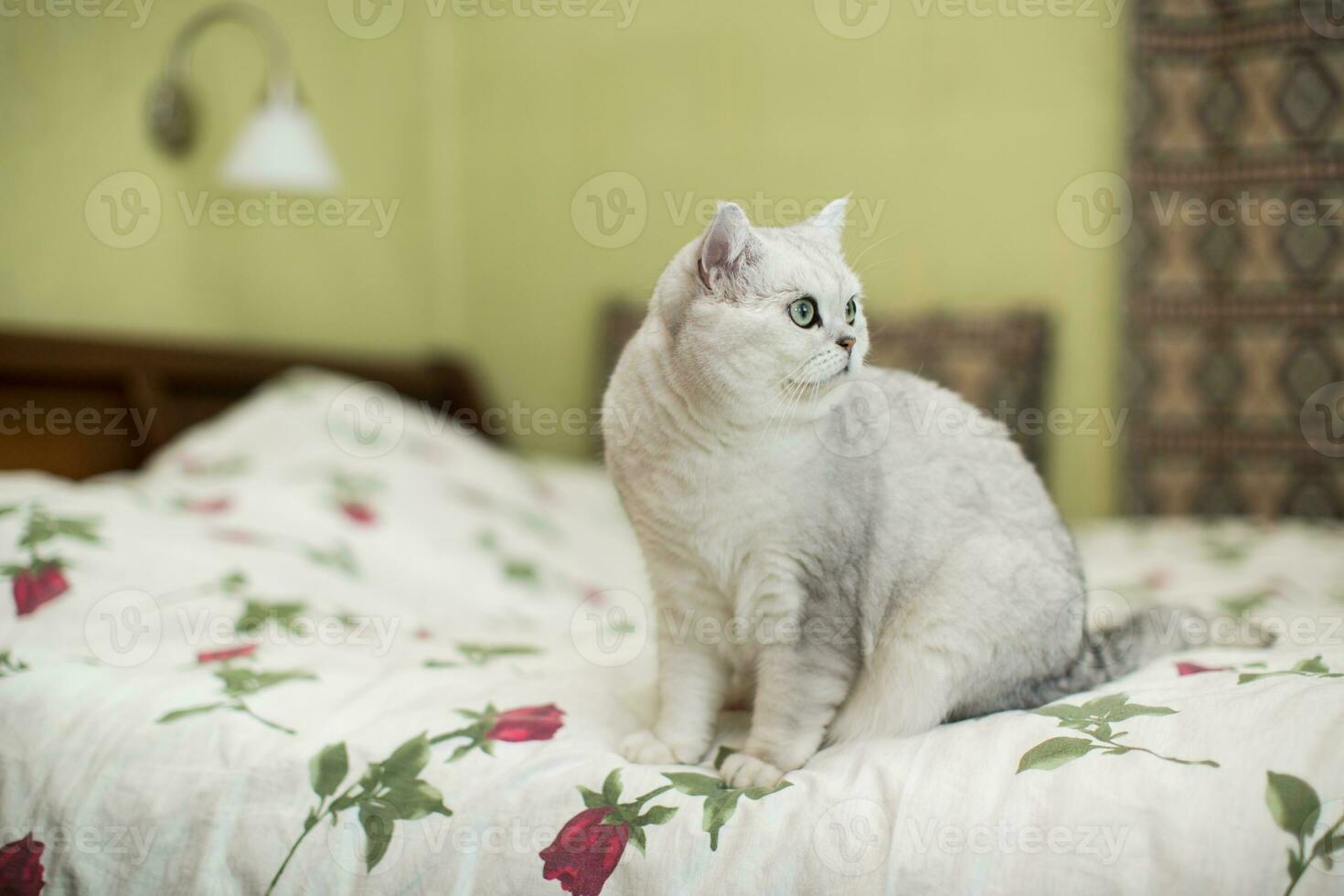 adult cat pedigree Scottish chinchilla straight ears photo