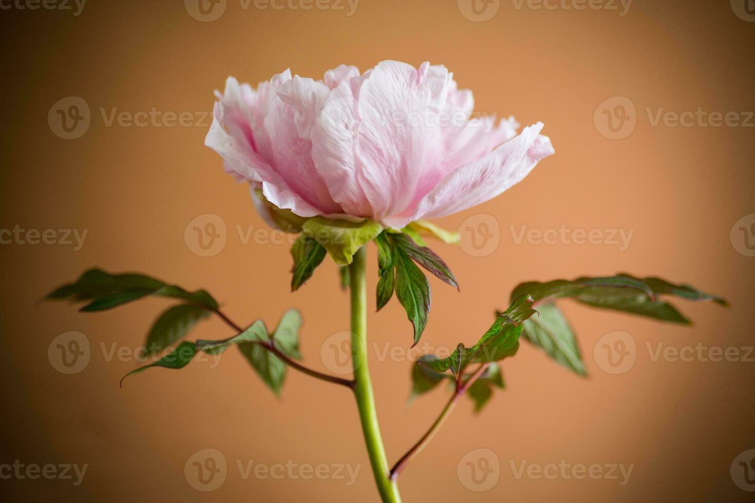 blooming pink tree peony flower on orange background photo