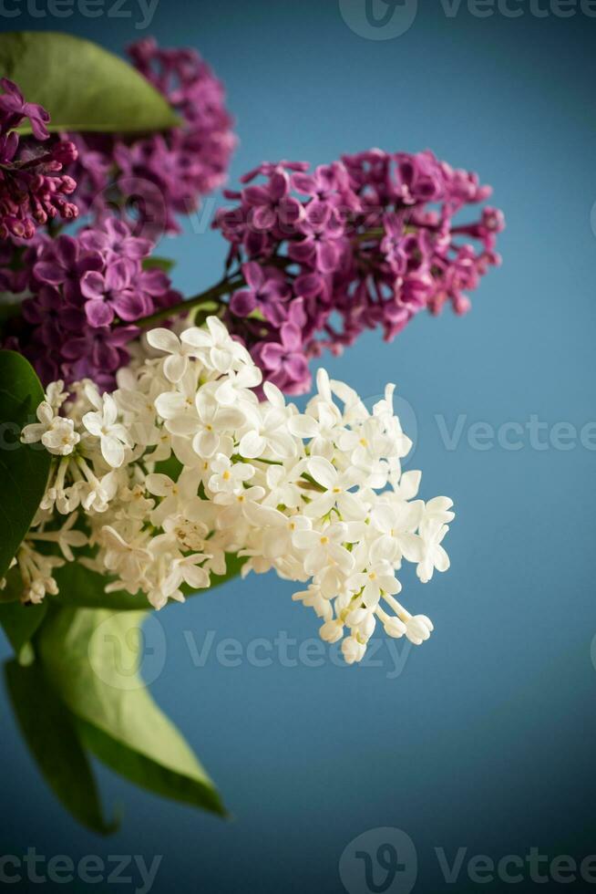 bouquet of different blooming spring lilacs on white background photo