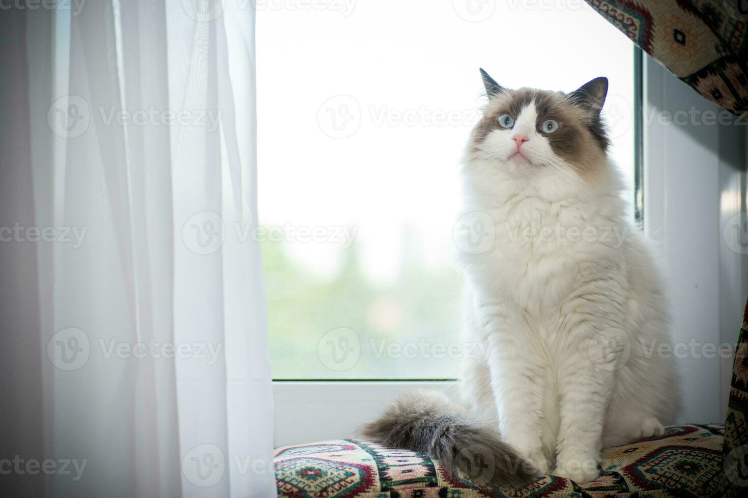 Young beautiful purebred Ragdoll cat at home photo