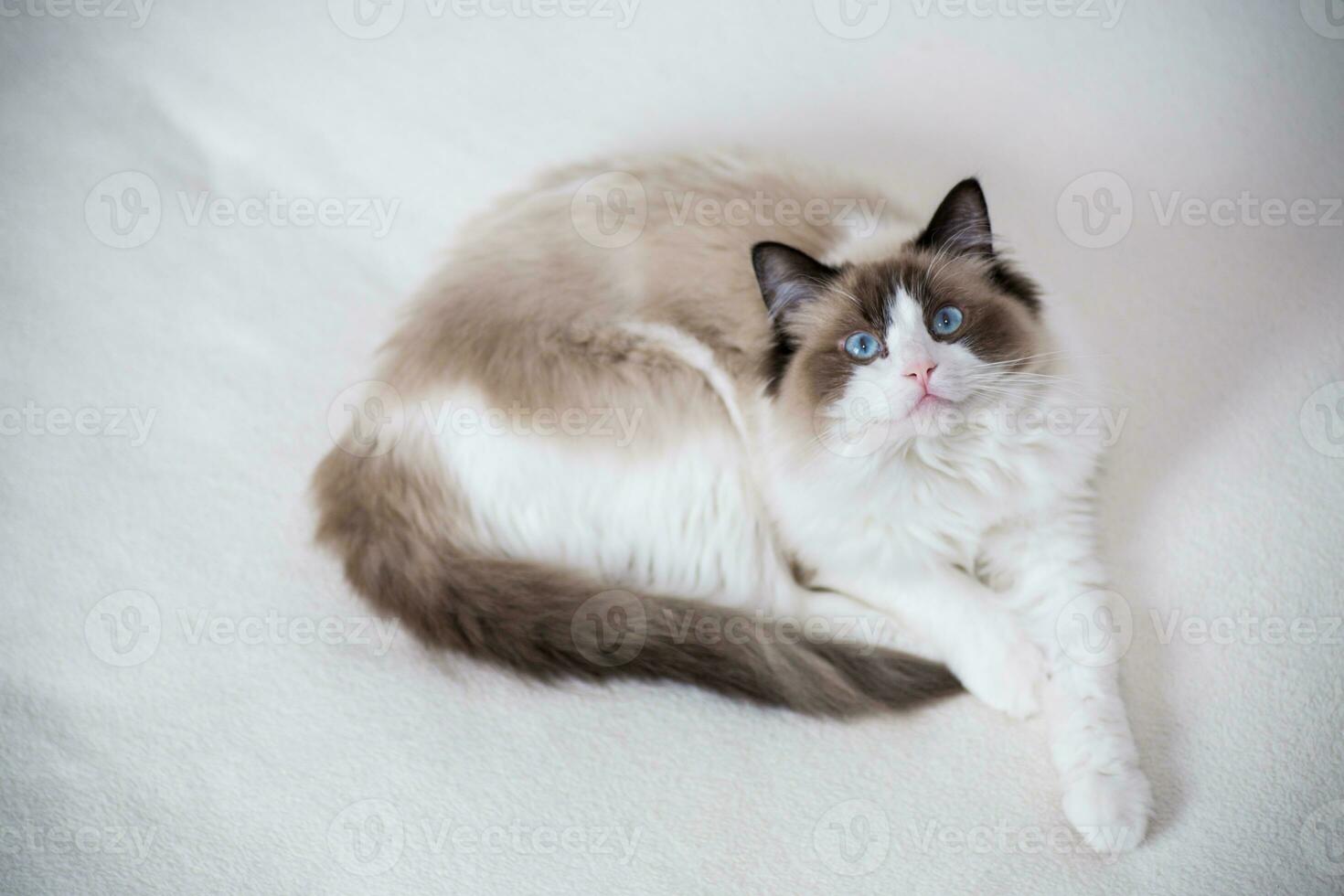 Young beautiful purebred Ragdoll cat at home photo