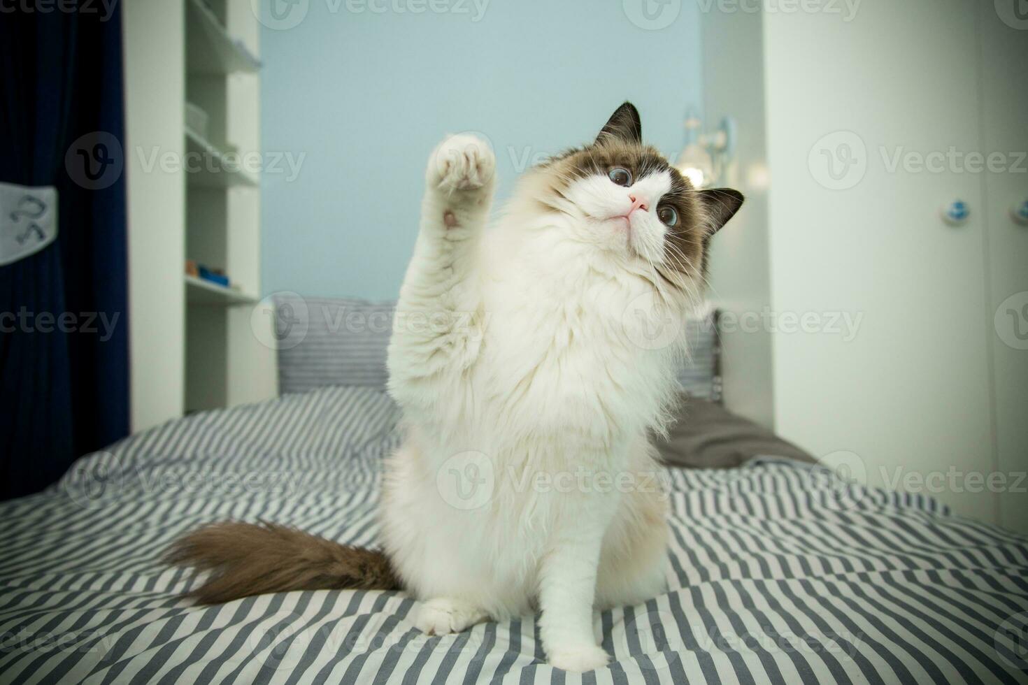 Young beautiful purebred Ragdoll cat at home photo
