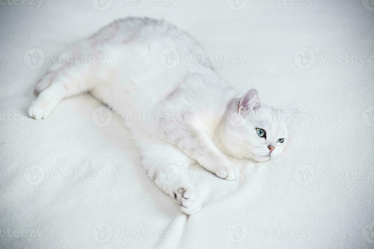 adult cat breed Scottish chinchilla with straight ears, sleeps photo