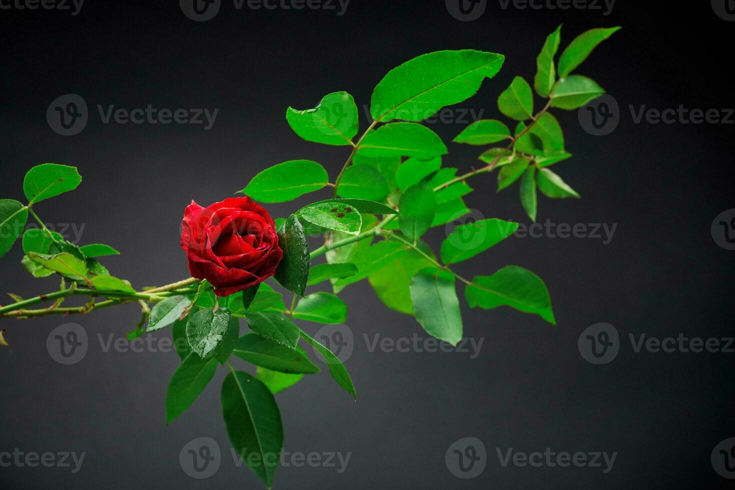 Red rose on a branch with foliage on a black background. photo
