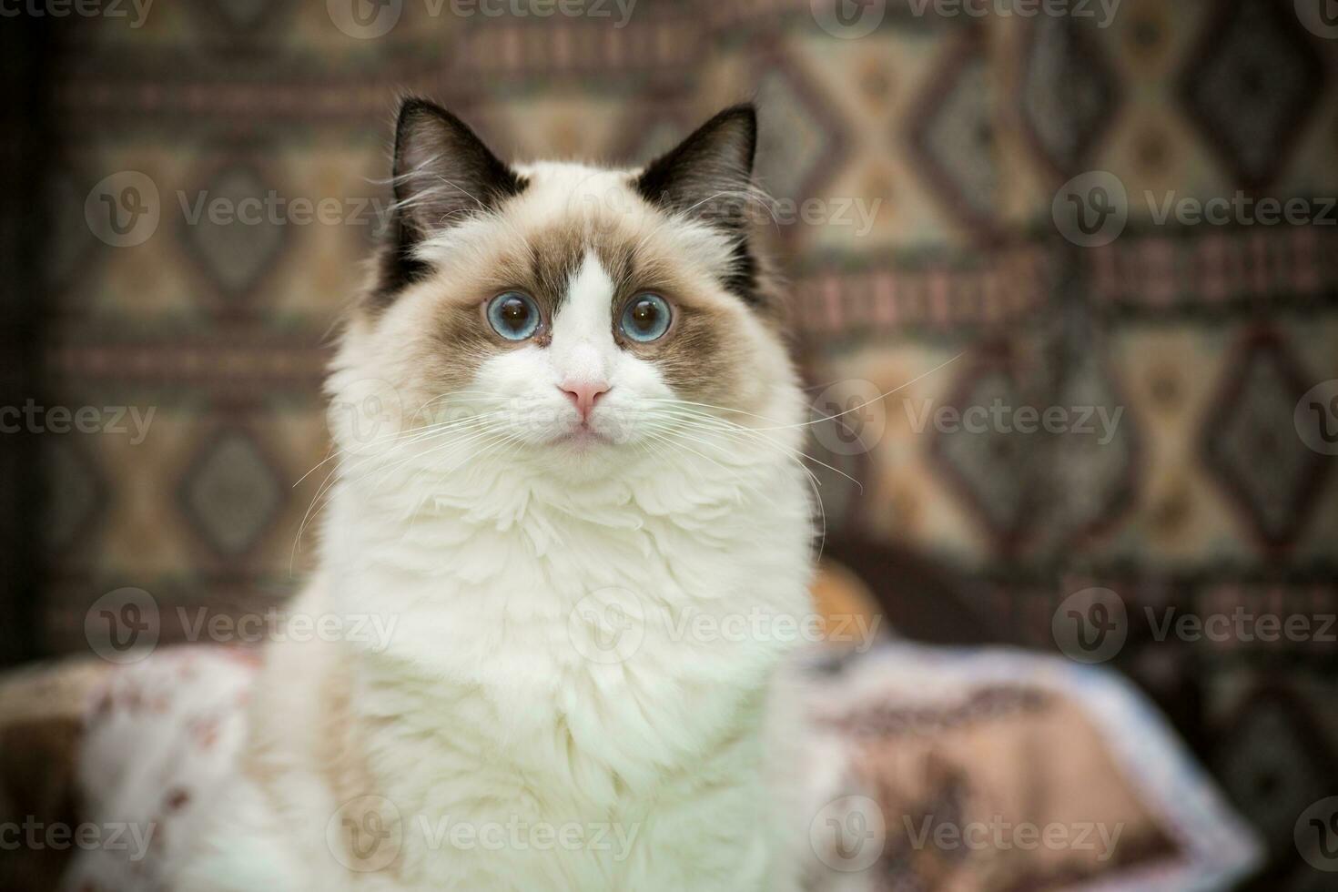 Young beautiful purebred Ragdoll cat at home photo