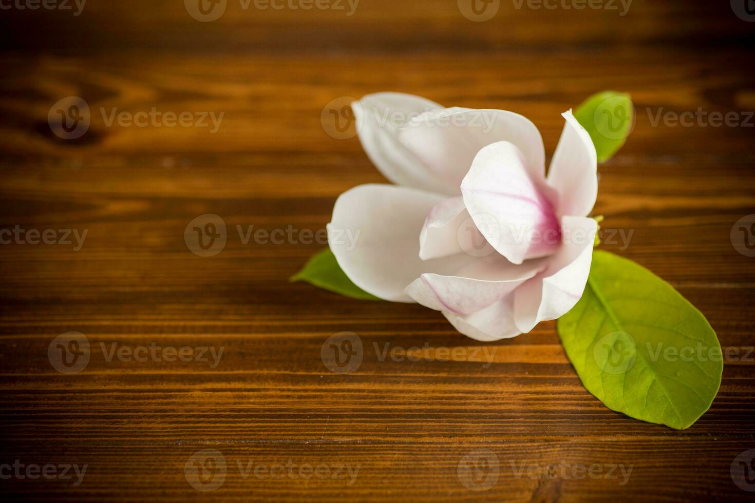 one pink flower on a branch of blooming magnolia on a wooden table photo