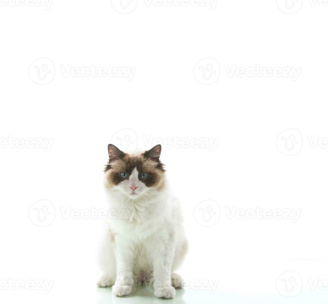 Beautiful healthy young Ragdoll cat isolated on white photo