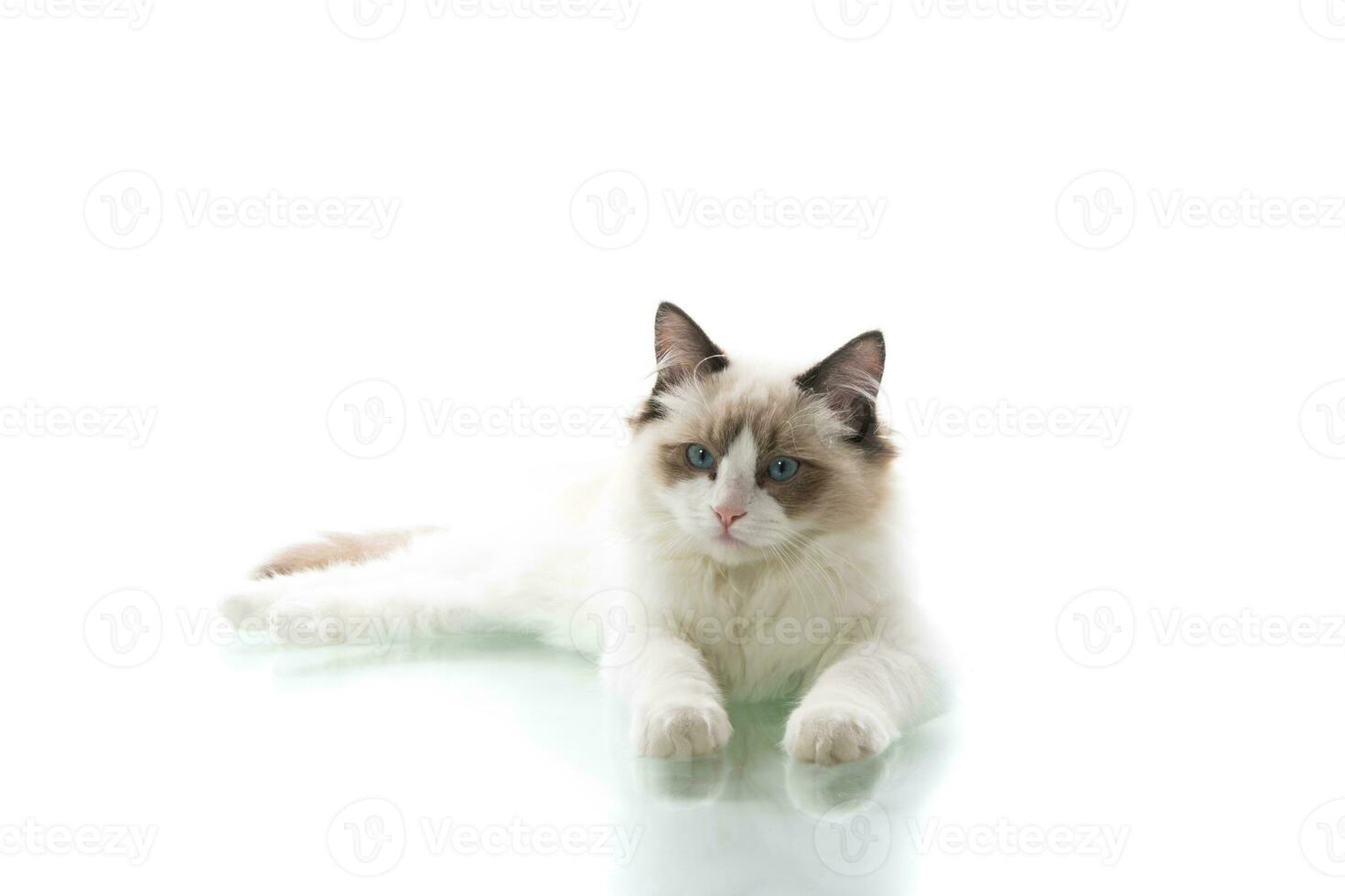 Young beautiful Ragdoll cat on white background photo