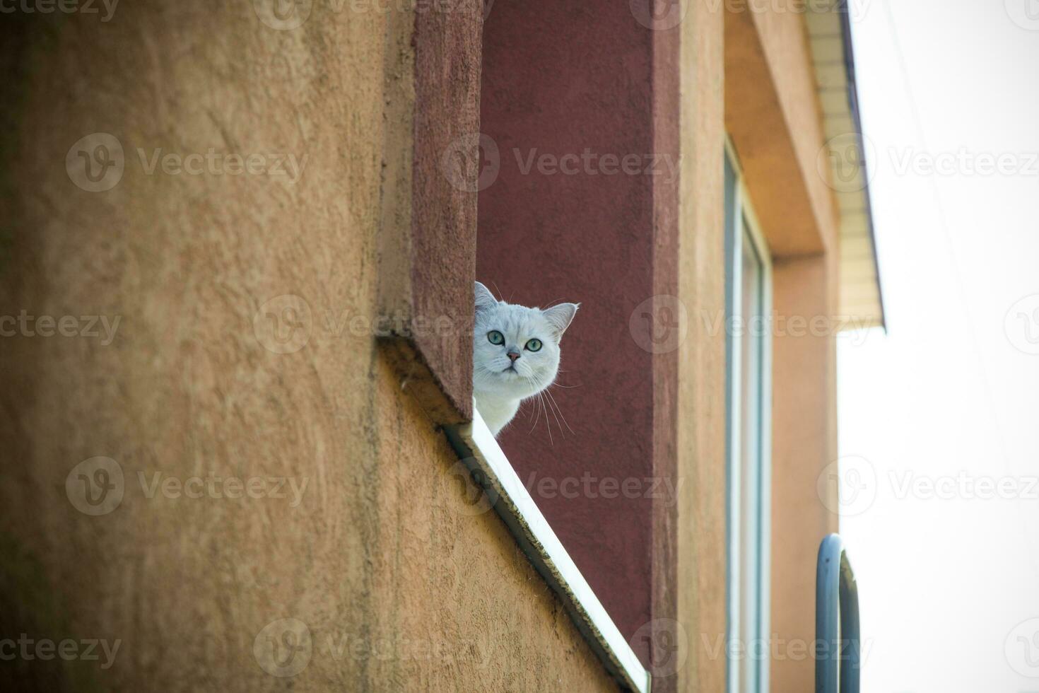 Scottish chinchilla cat with straight ears sits on the windowsill photo