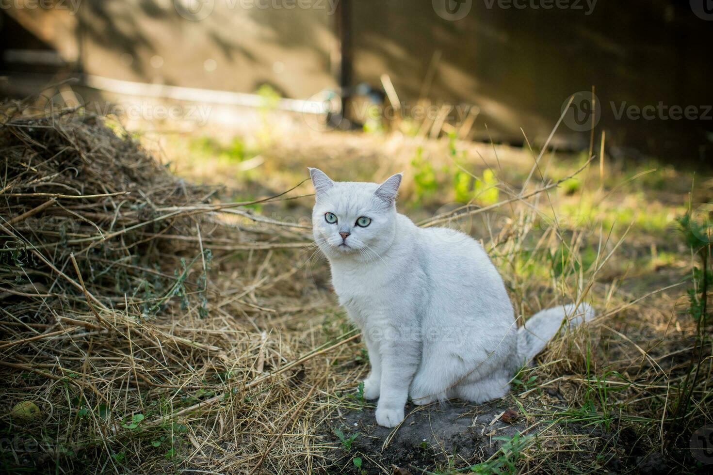 Scottish cat chinchilla with straight ears walks on outdoors photo