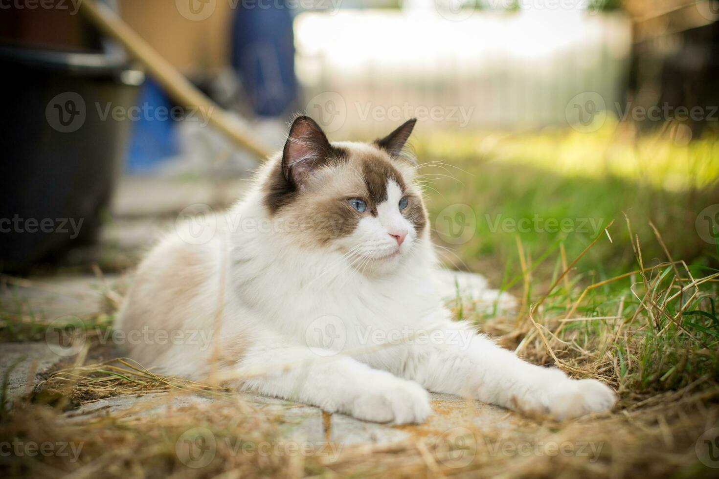 beautiful young cat of Ragdoll breed walks on outdoors photo