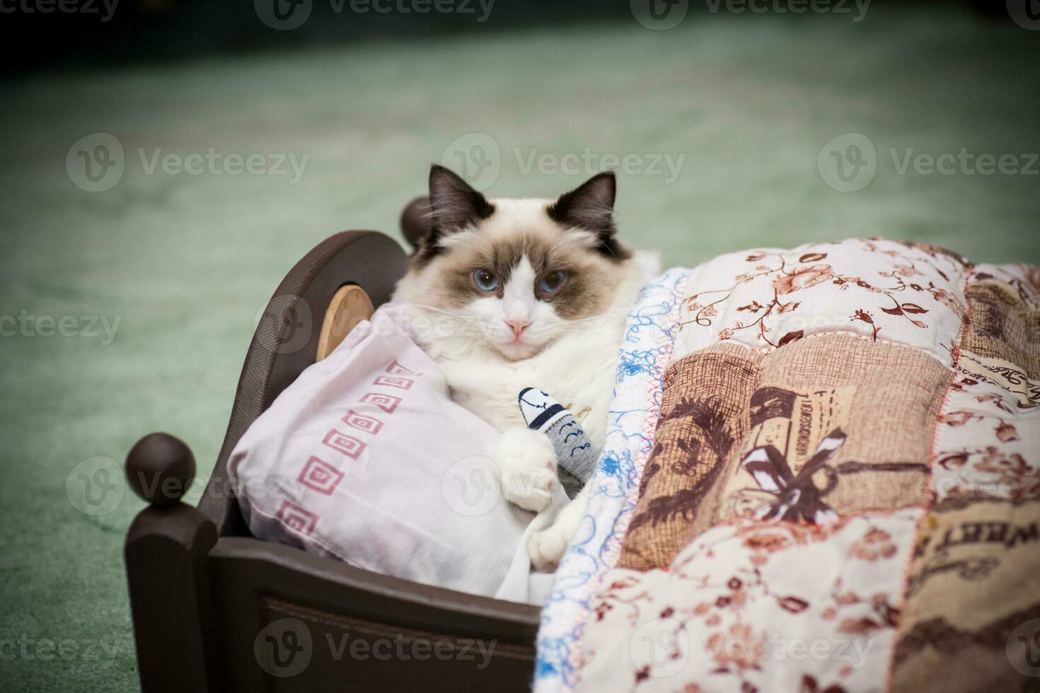 Young beautiful purebred Ragdoll cat at home photo