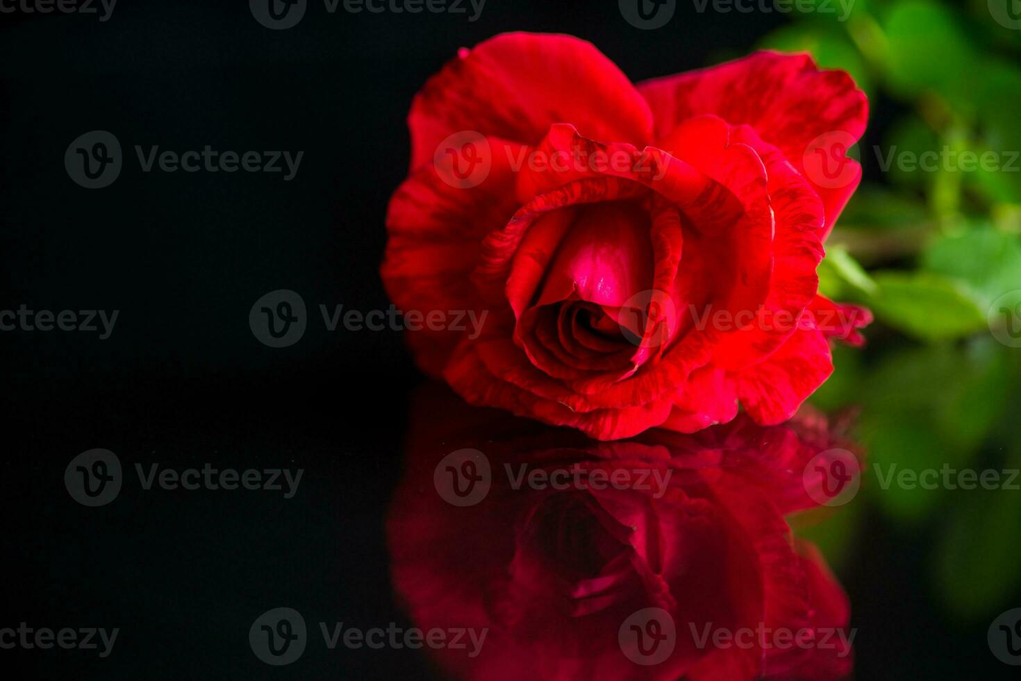 Flowers of beautiful blooming red rose on black background. photo