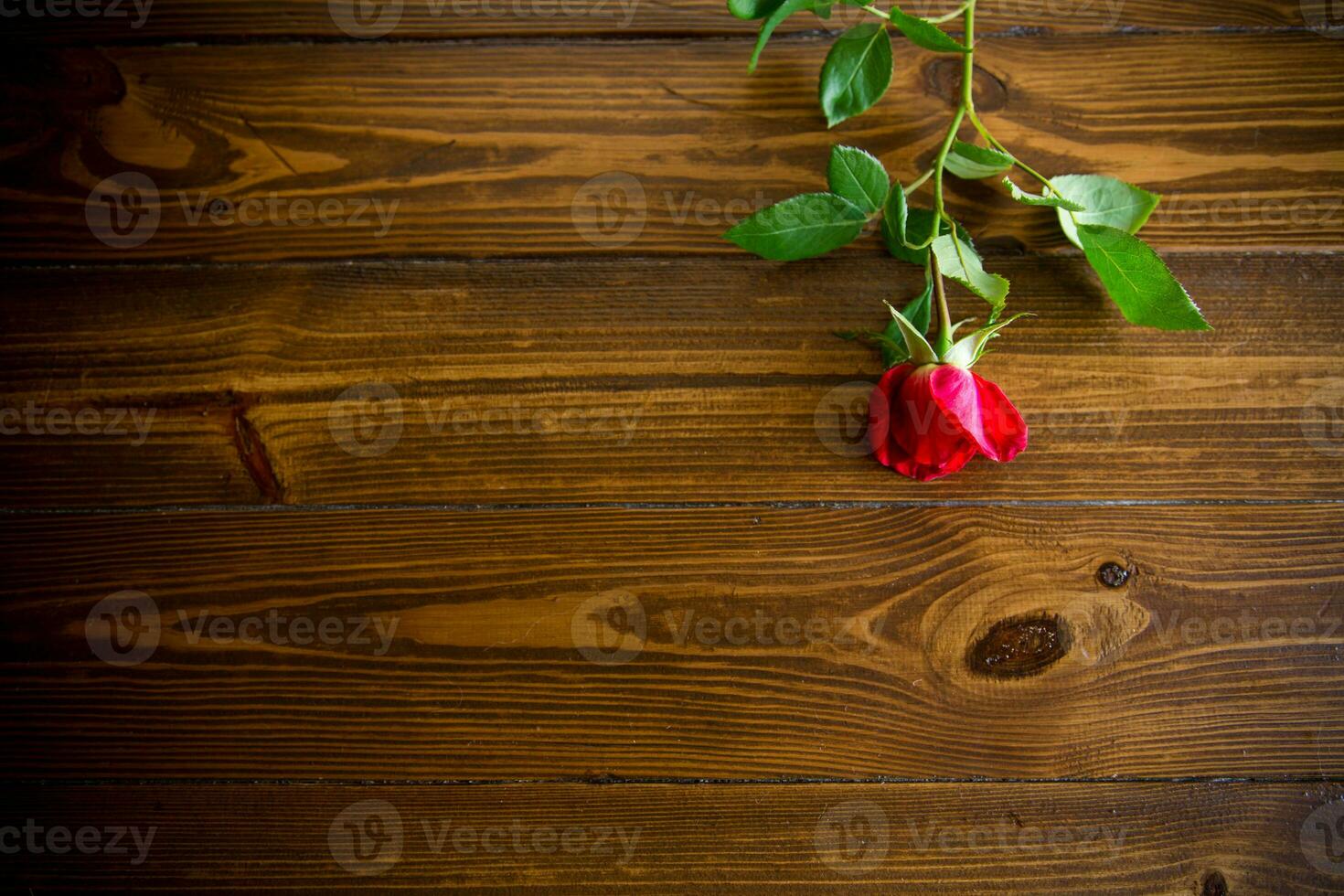 one red beautiful blooming rose on a wooden table photo