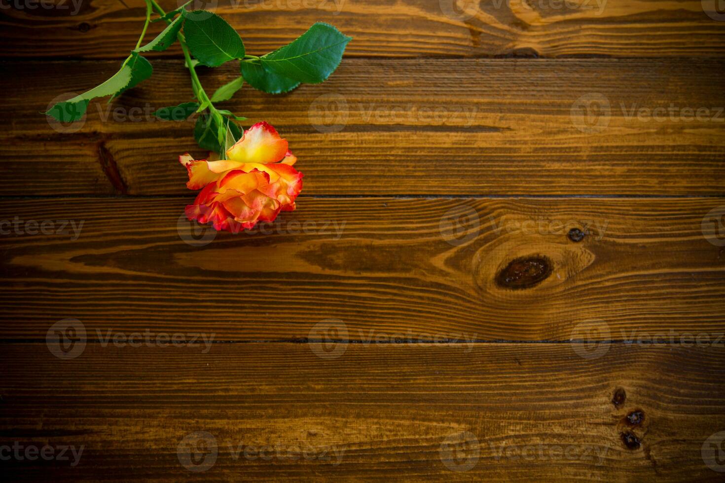 one red beautiful blooming rose on a wooden table photo