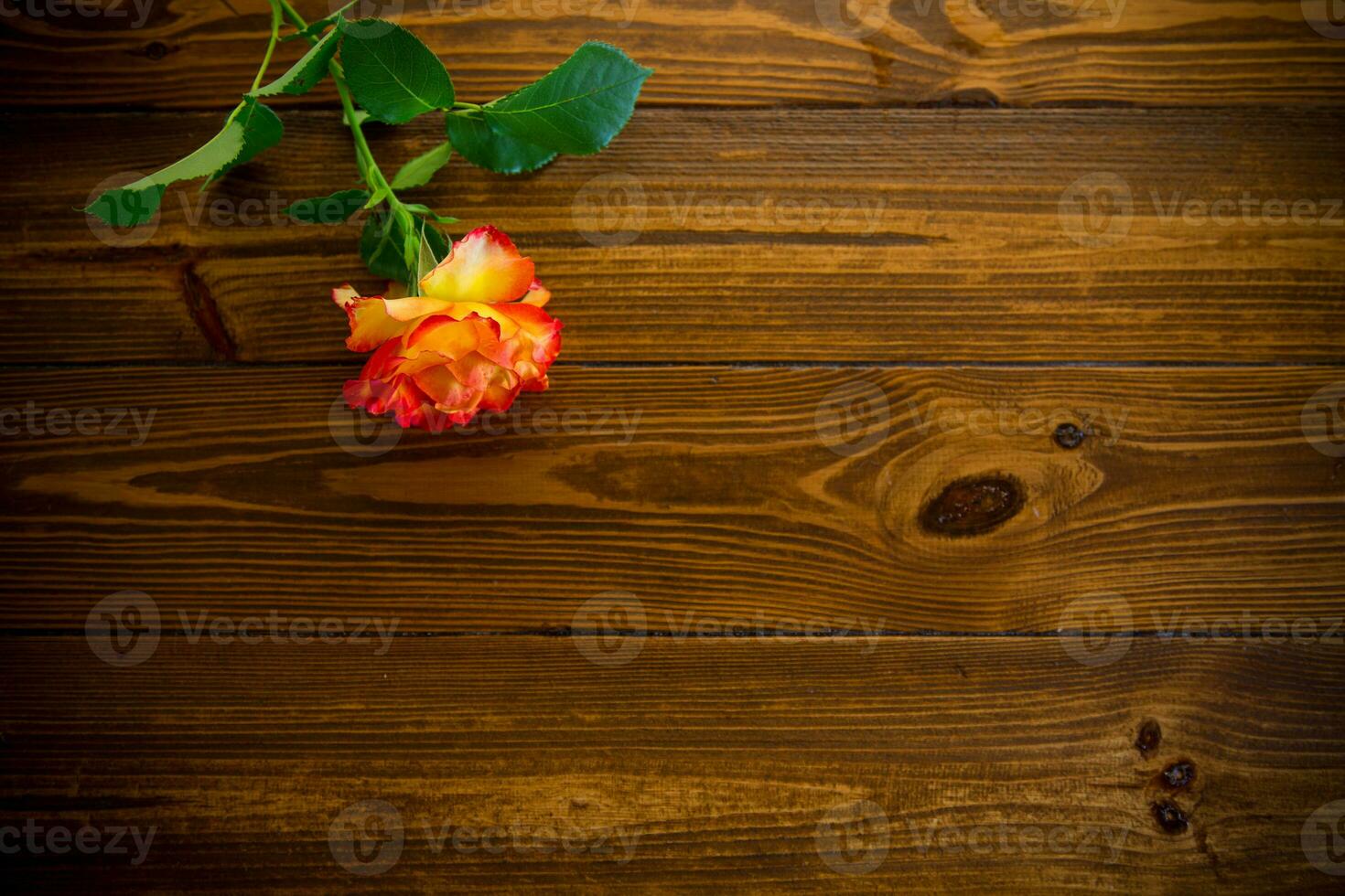 one red beautiful blooming rose on a wooden table photo