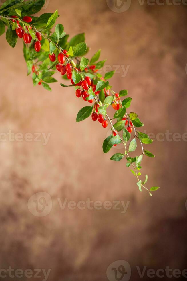 Branch with ripe red goji berry on brown background photo