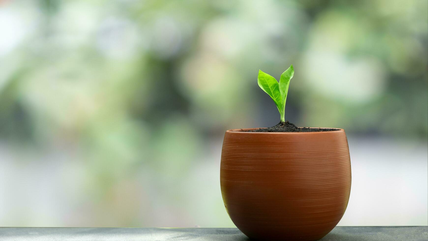 pequeño verde árbol joven en un naranja maceta se sienta en un mesa foto