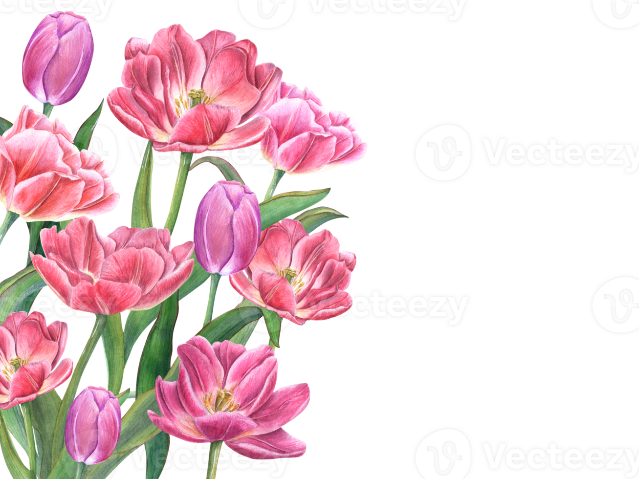 Lush bouquet with blooming tulips. Flowers with green leaves, stems. Spring romance composition with copy space for text. Watercolor illustration. For Save the date, Valentines day cards png
