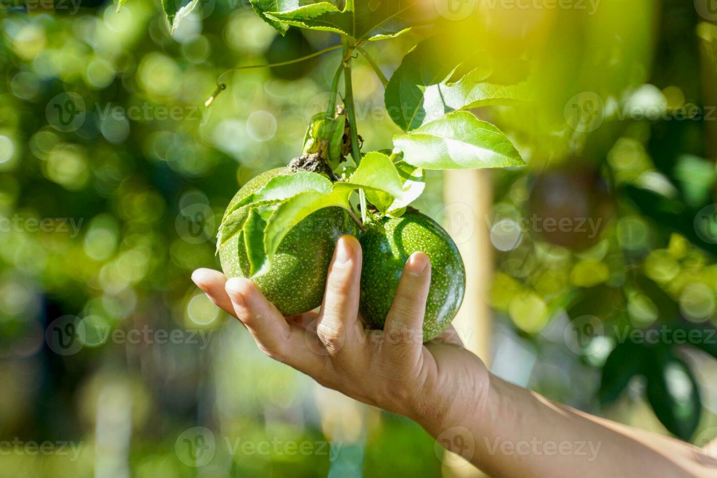 crudo pasión Fruta en el árbol tener un redondo o oval forma cáscara color varía por especies. tal como el púrpura variedad amarillo y amarillo. Fruta pelar es grueso, lustroso, dentro el Fruta contiene muchos semillas foto