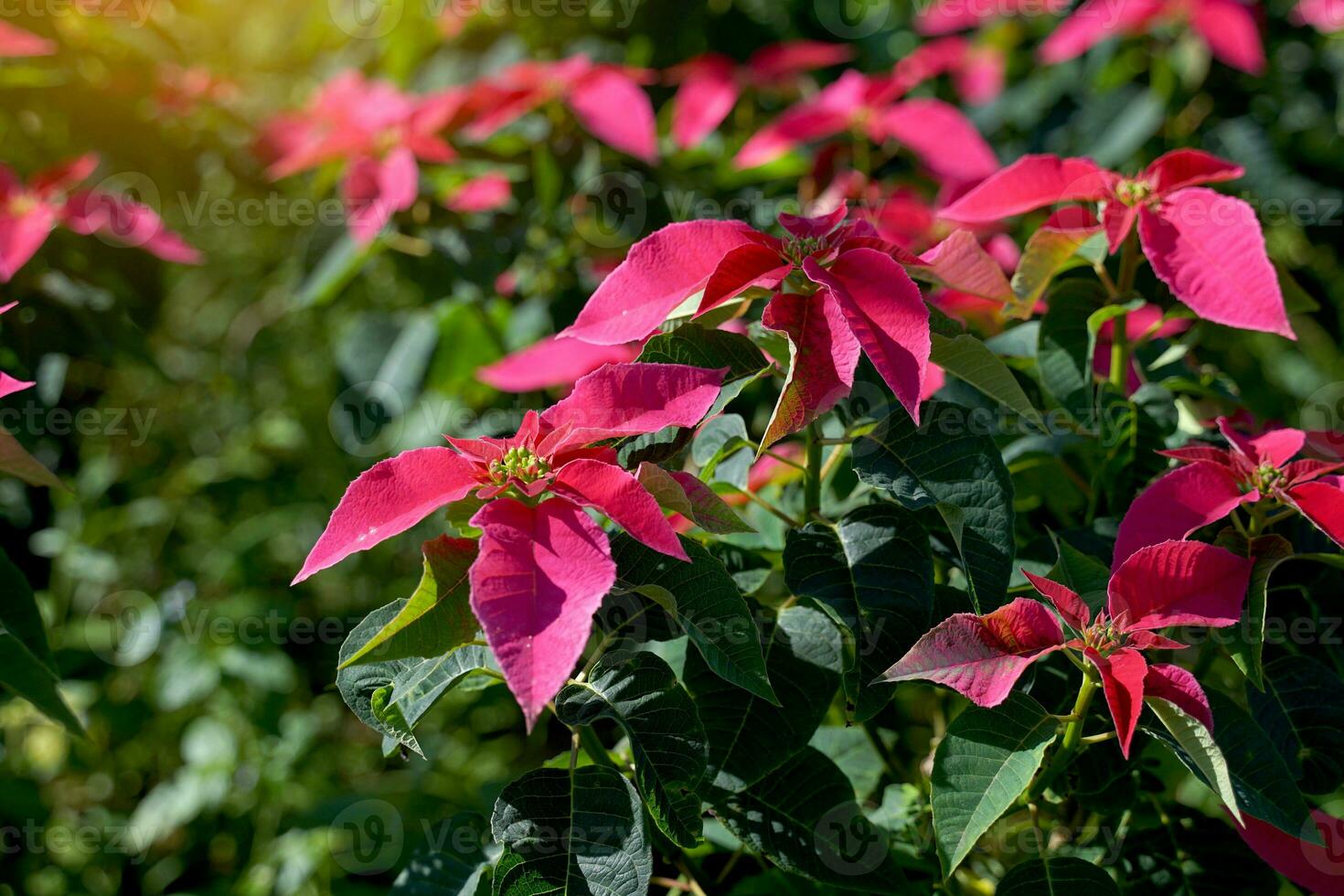 Poinsettia is a shrub with dark green foliage. Spear-shaped bracts come in many colors, including white, yellow, red and pink. Yellow flowers form a bouquet at the end of the top. photo