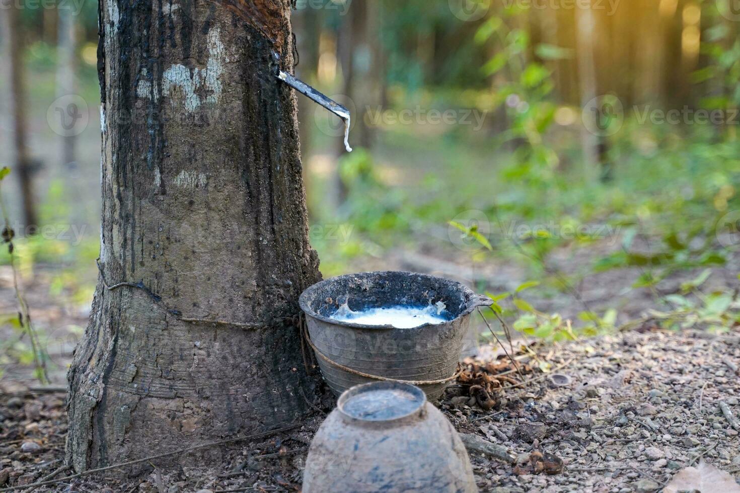 The cuts on the rubber trees allow the white latex to flow into the latex cups that the gardeners left in the early morning. Soft and selective focus. photo