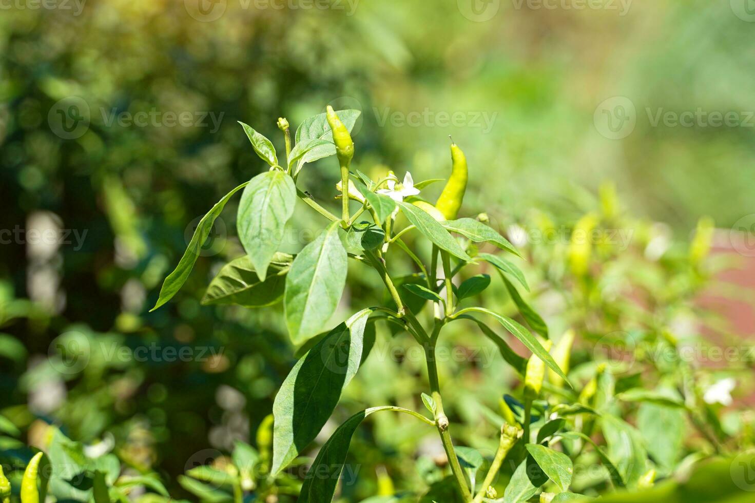 The chili plant in the garden is a vegetable herb used as a condiment with a spicy taste that helps improve the appetite.soft and selective focus. photo