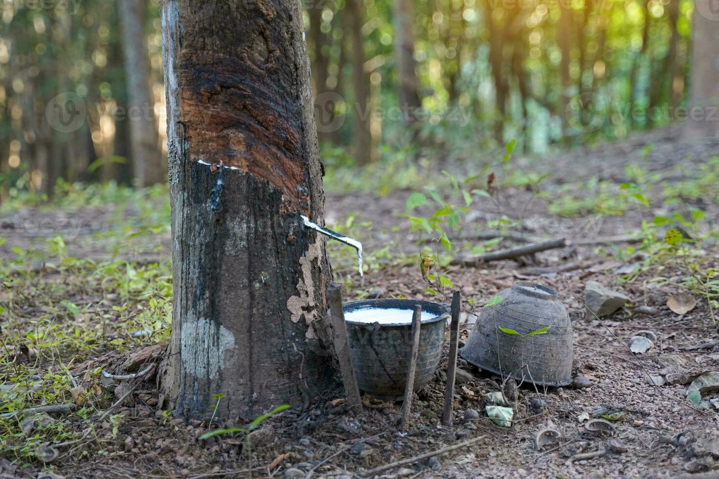 The cuts on the rubber trees allow the white latex to flow into the latex cups that the gardeners left in the early morning. Soft and selective focus. photo