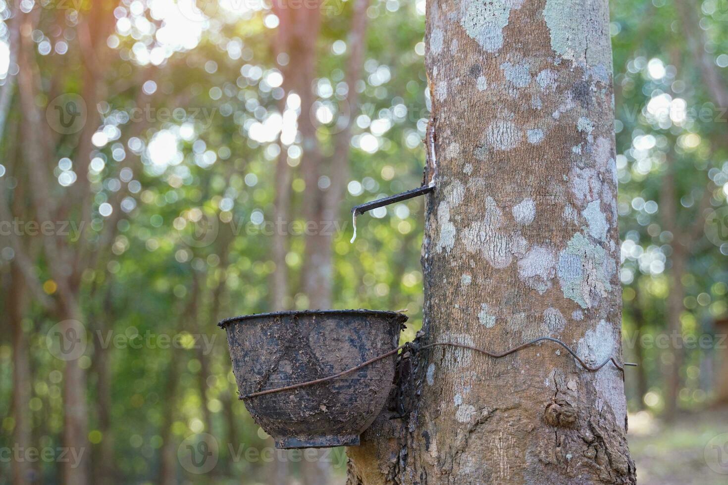 The cuts on the rubber trees allow the white latex to flow into the latex cups that the gardeners left in the early morning. Soft and selective focus. photo