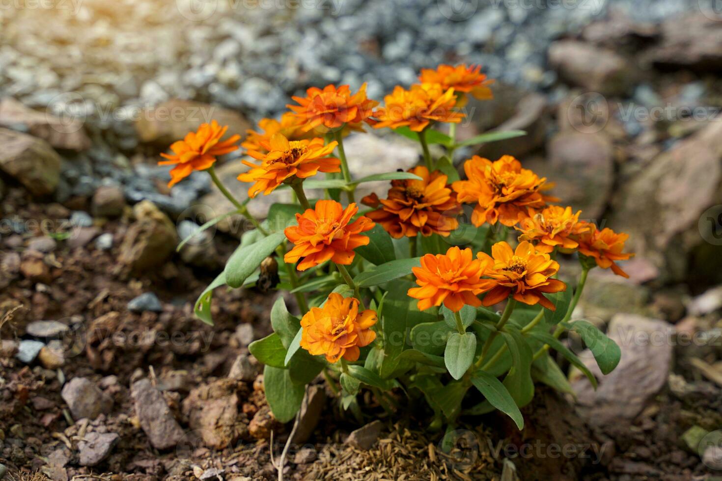 A cluster of zinnia trees blooms with beautiful orange flowers. The flowers are double, with outer petals parallelogram-shaped, yellow tube-shaped petals. photo