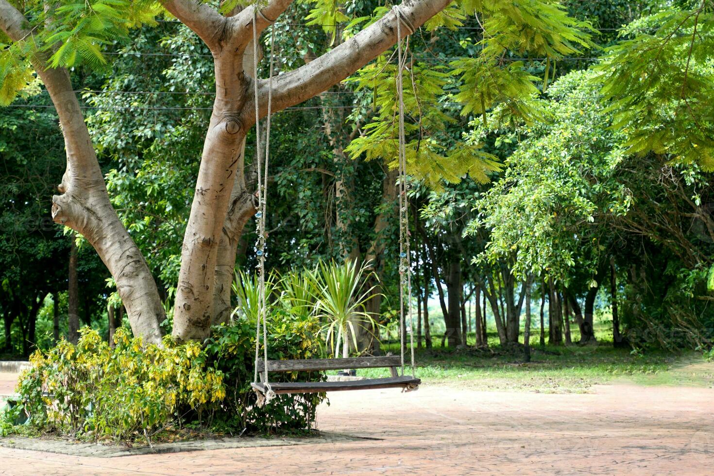 A wooden swing hung with a rope from a large tree in a sitting area in the park. Soft and selective focus. photo