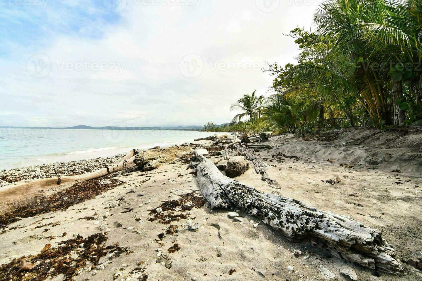 a beach with driftwood and palm trees photo