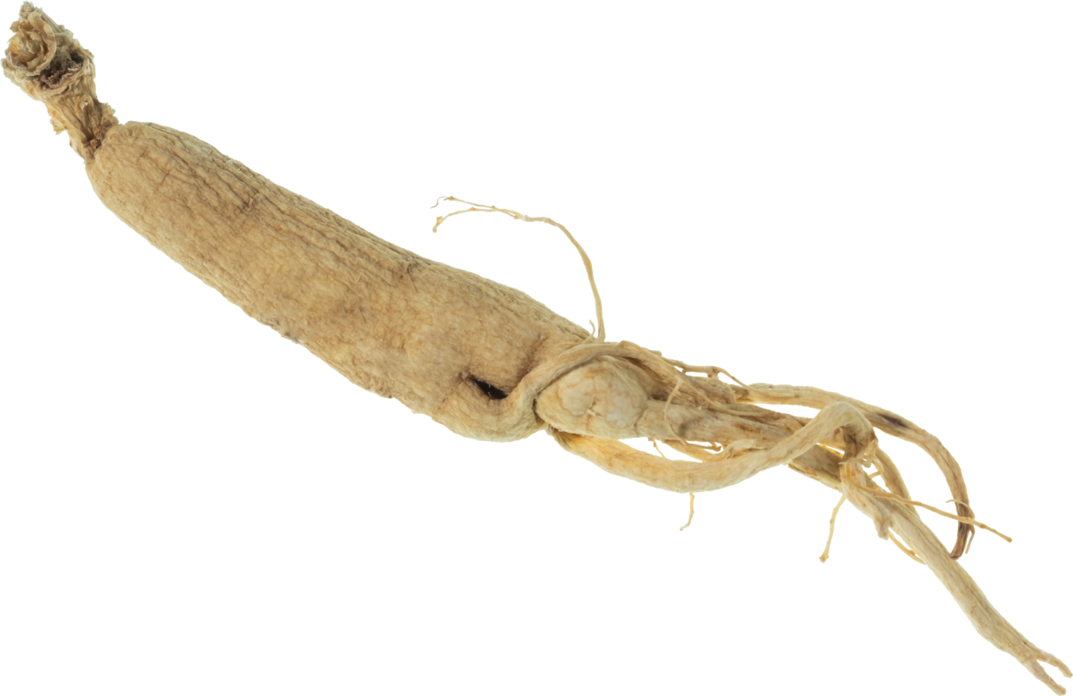 ginseng cut out on transparent background. png
