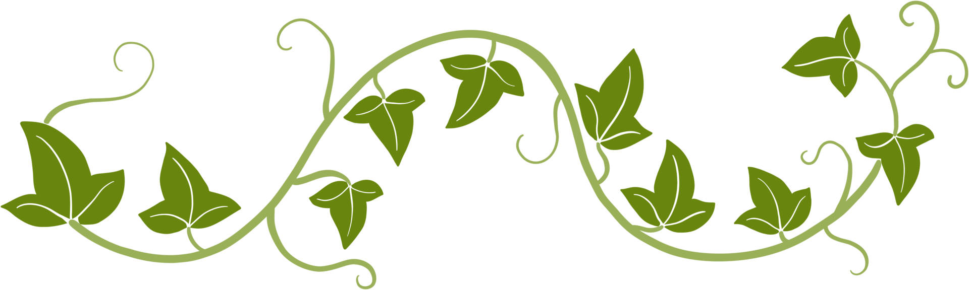 ivy vine illustration png