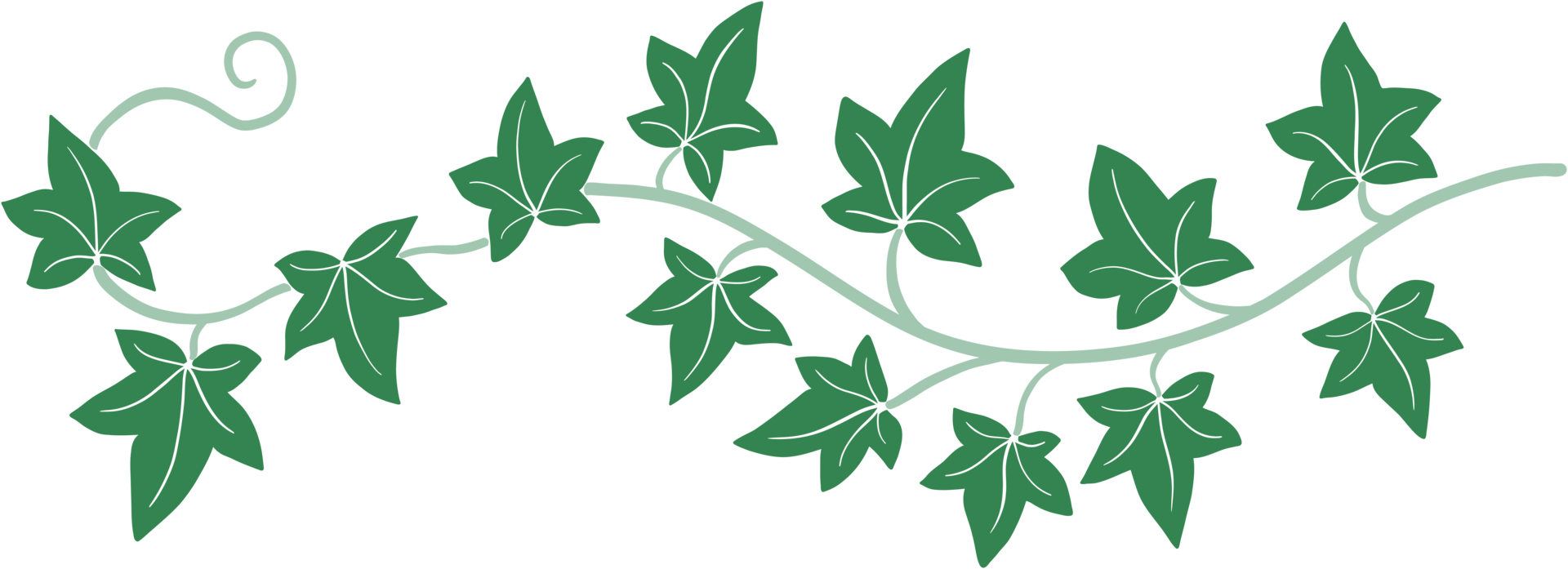 ivy vine illustration png