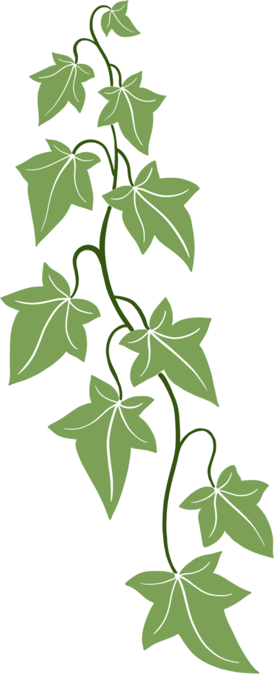 ivy vine illustration png