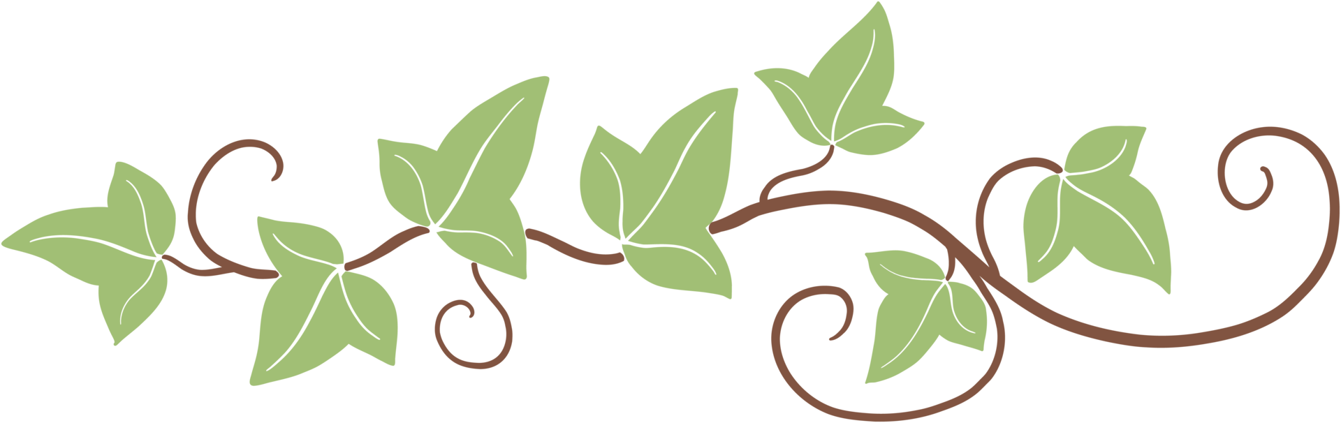 ivy vine illustration png