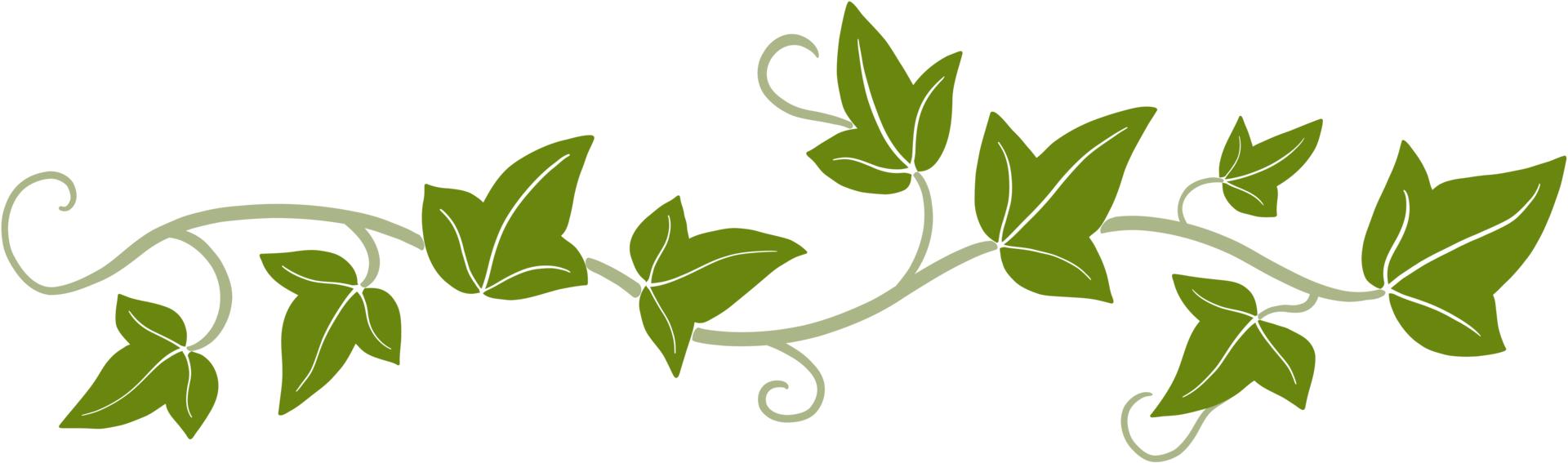 ivy vine illustration png