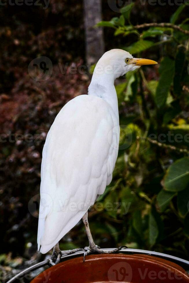 a white bird is standing on top of a pot photo