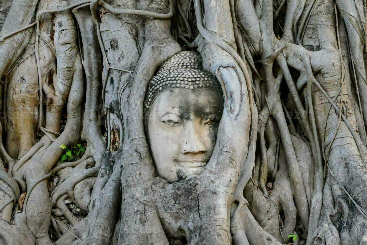 a buddha head is hidden in the roots of a tree photo