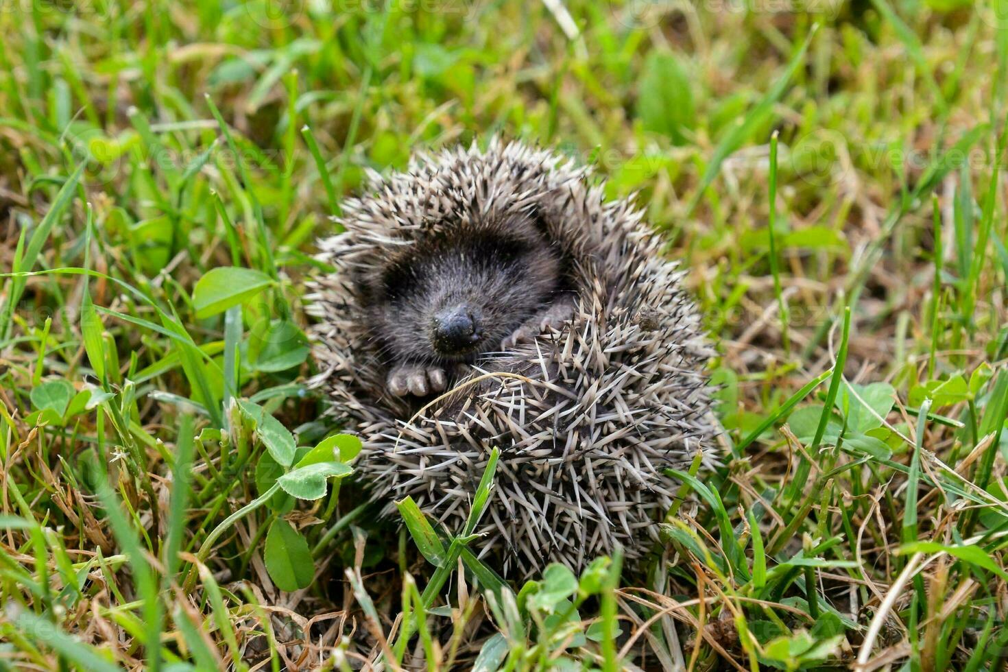 a hedgehog is curled up in the grass photo