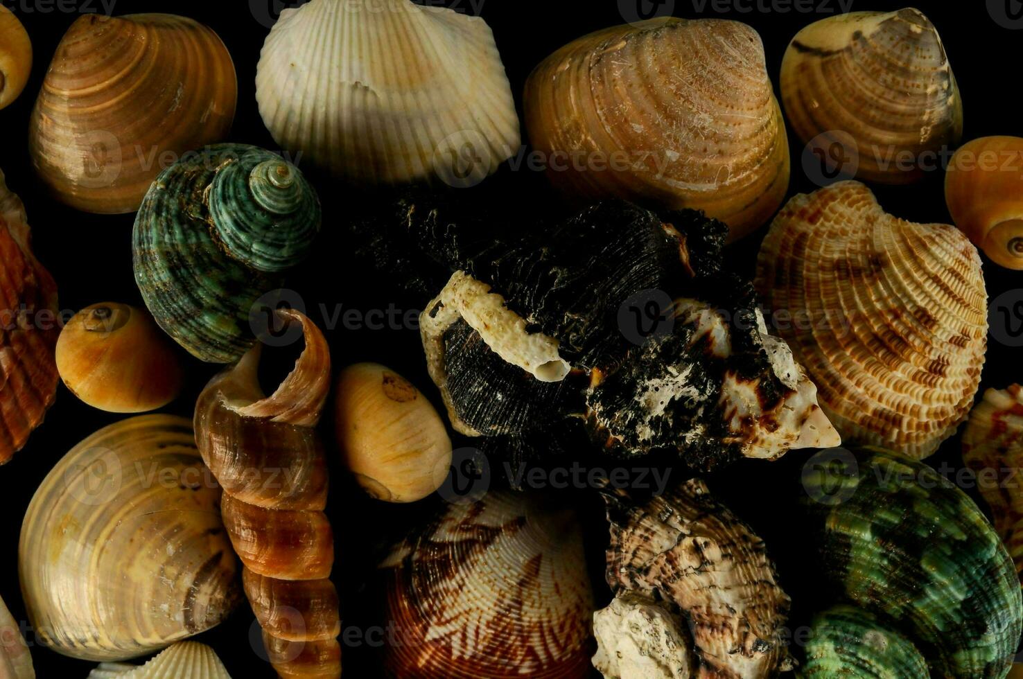 un colección de conchas en un negro antecedentes foto