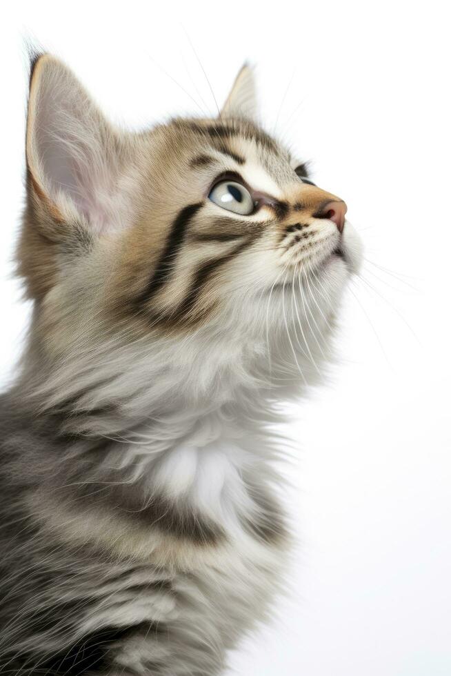 AI generated Playful funny kitten looking up isolated on a white background. AI Generated photo