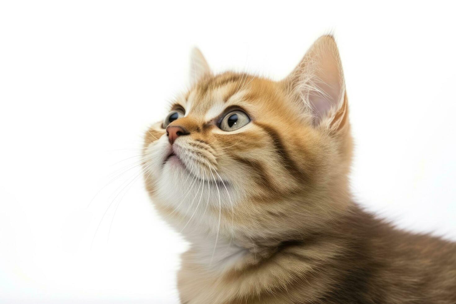 AI generated Playful funny kitten looking up isolated on a white background. AI Generated photo