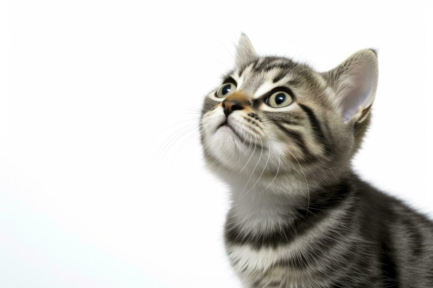 AI generated Playful funny kitten looking up isolated on a white background. AI Generated photo