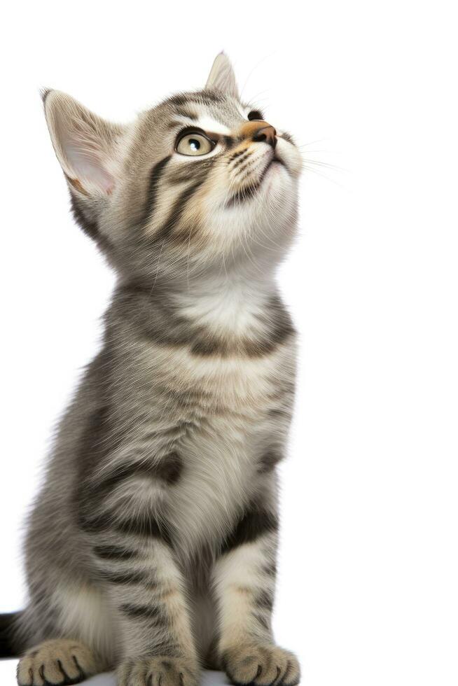 AI generated Playful funny kitten looking up isolated on a white background. AI Generated photo