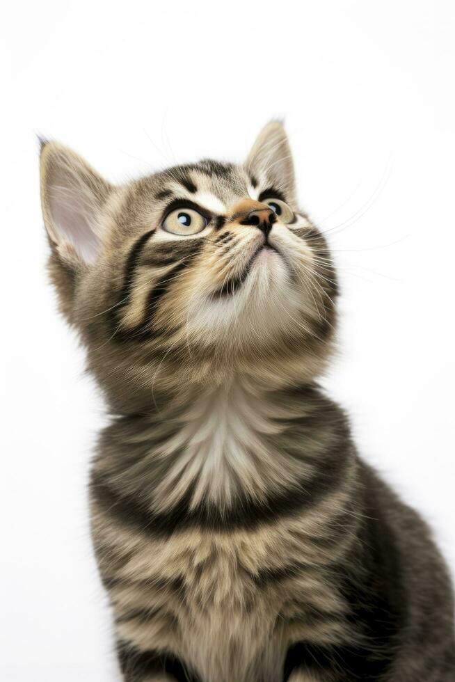 AI generated Playful funny kitten looking up isolated on a white background. AI Generated photo